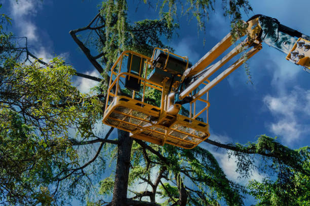 Emergency Storm Tree Removal in Ransom Canyon, TX